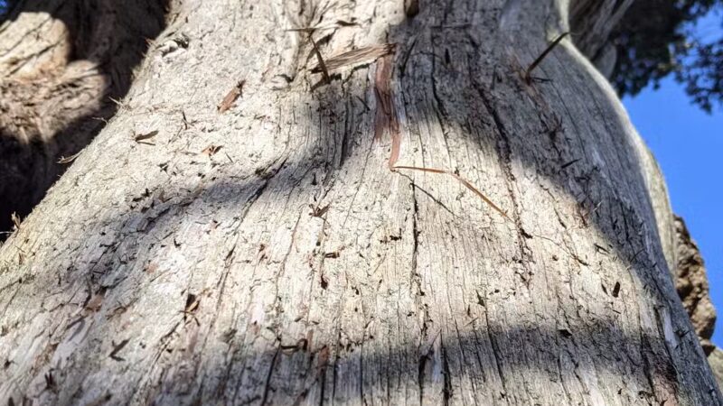 Avalon Parking Spots - St James, NY