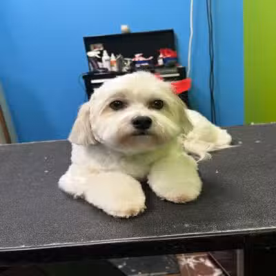Top Dog Groomerie and Boutique - St James, NY