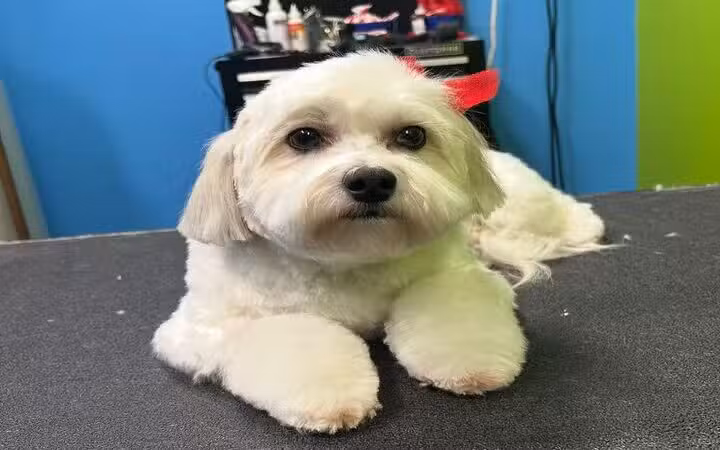 Top Dog Groomerie and Boutique - St James, NY