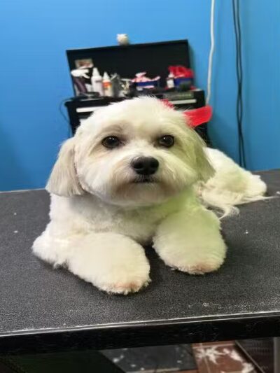 Top Dog Groomerie and Boutique - St James, NY