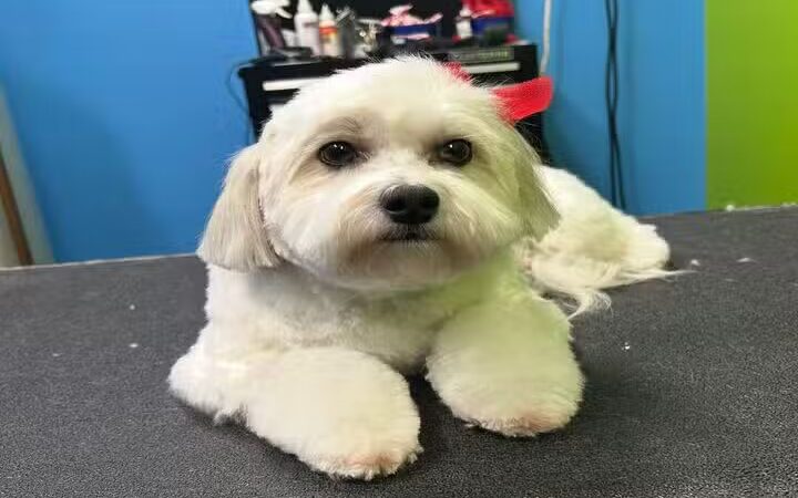 Top Dog Groomerie and Boutique - St James, NY