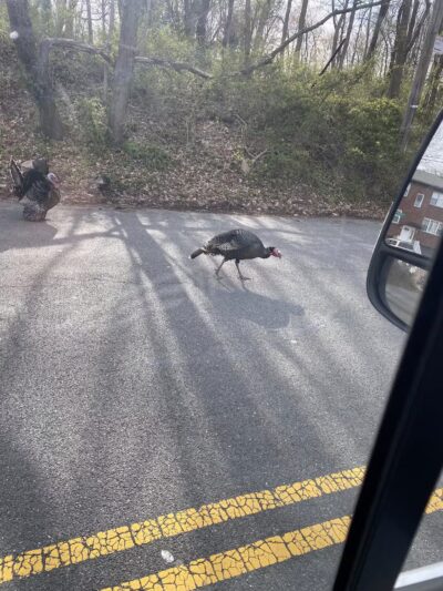 Clove's Tail - Staten Island, NY