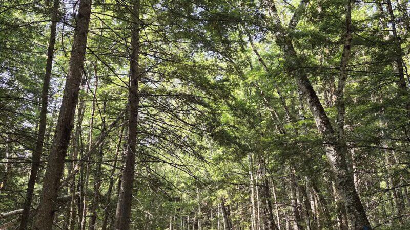 Pleasant Lake Preserve - Stetson, ME