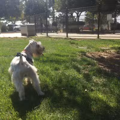 Barkleyville Dog Park - Stockton, CA