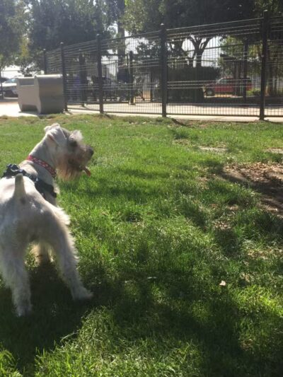 Barkleyville Dog Park - Stockton, CA