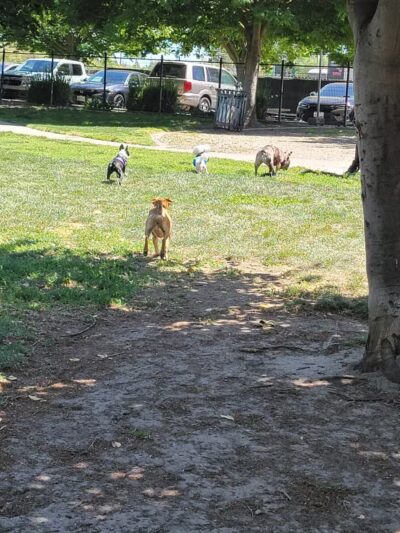 Barkleyville Dog Park - Stockton, CA