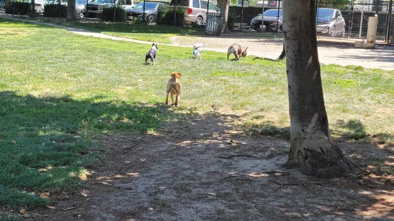 Barkleyville Dog Park - Stockton, CA
