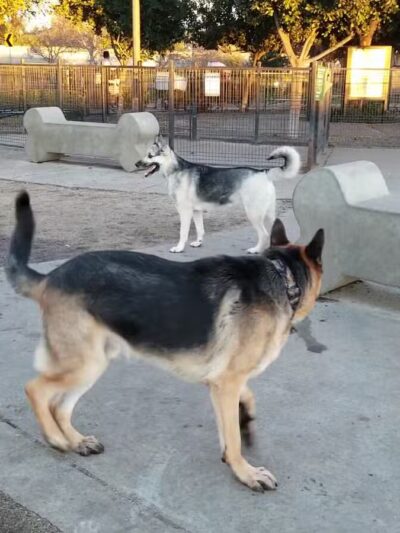 Barkleyville Dog Park - Stockton, CA