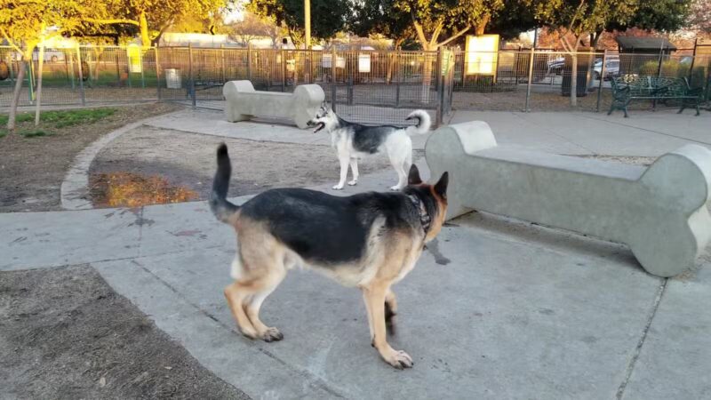 Barkleyville Dog Park - Stockton, CA