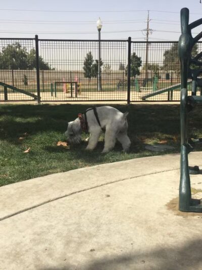 Barkleyville Dog Park - Stockton, CA