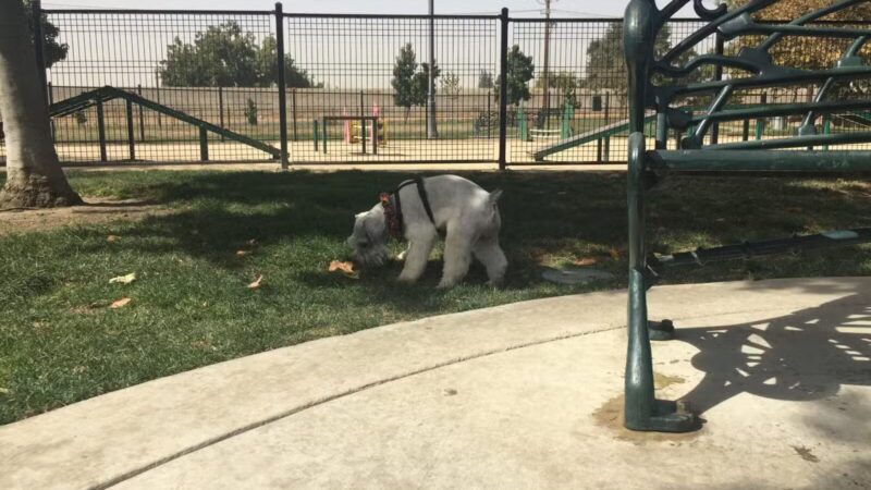 Barkleyville Dog Park - Stockton, CA