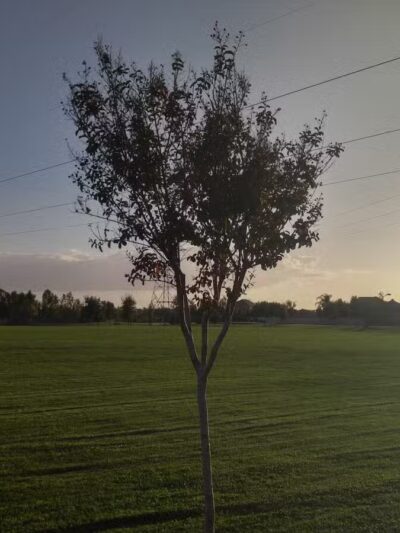Michael Faklis Park - Stockton, CA