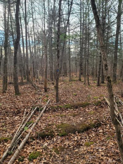Mt.Tuck Trail & Preserve - Stockton Springs, ME