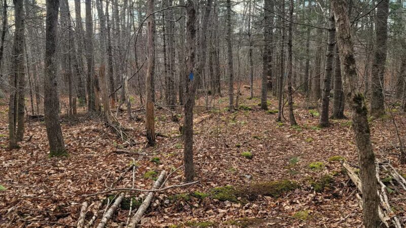 Mt.Tuck Trail & Preserve - Stockton Springs, ME