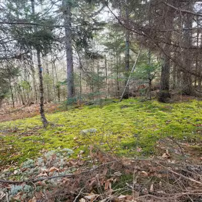 Mt.Tuck Trail & Preserve - Stockton Springs, ME