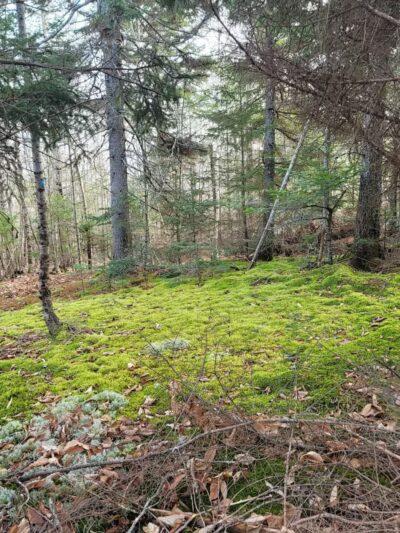 Mt.Tuck Trail & Preserve - Stockton Springs, ME