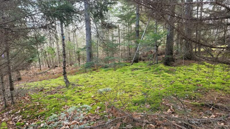 Mt.Tuck Trail & Preserve - Stockton Springs, ME