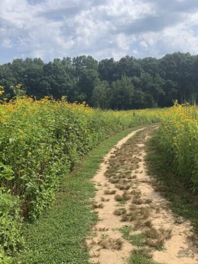 Avalon Hiking Trails - Stony Brook, NY