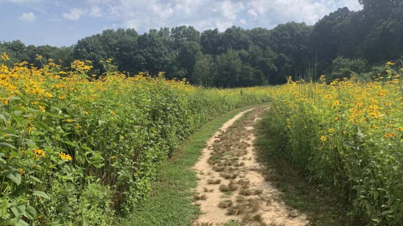 Avalon Hiking Trails - Stony Brook, NY
