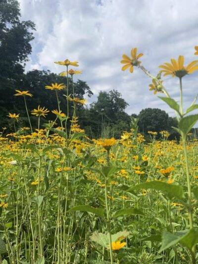 Avalon Hiking Trails - Stony Brook, NY