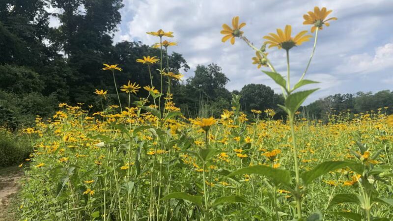 Avalon Hiking Trails - Stony Brook, NY