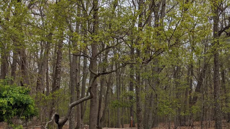 Avalon Hiking Trails - Stony Brook, NY