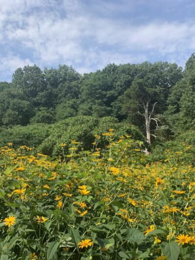 Avalon Hiking Trails - Stony Brook, NY