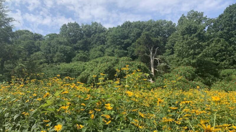 Avalon Hiking Trails - Stony Brook, NY