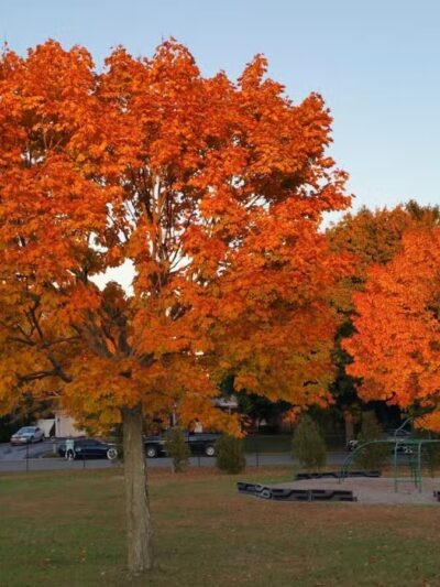 Oxhead Road Park - Stony Brook, NY