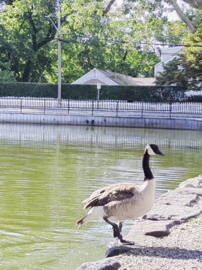 T. Bayles Minuse Mill Pond Park - Stony Brook, NY