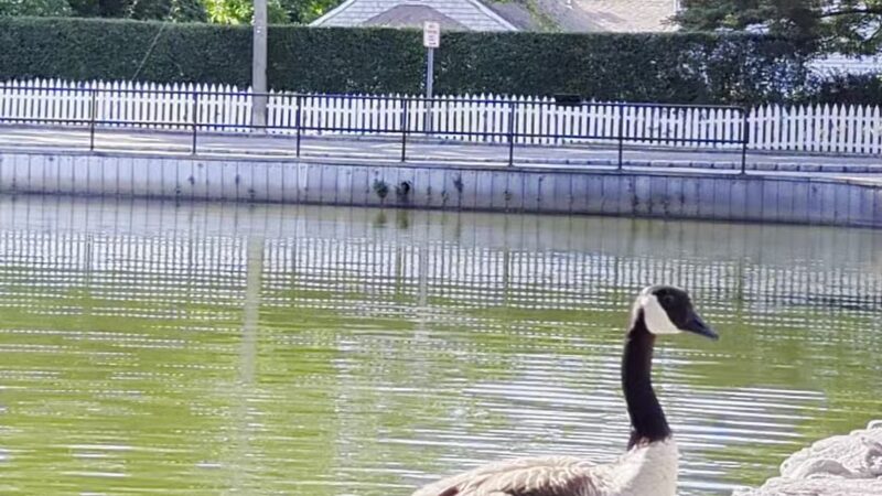 T. Bayles Minuse Mill Pond Park - Stony Brook, NY