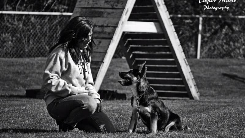 Sublime K9 Dog Training - Long Island Dog Training - ,
