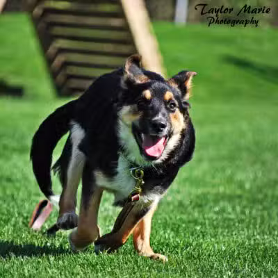 Sublime K9 Dog Training - Long Island Dog Training - ,