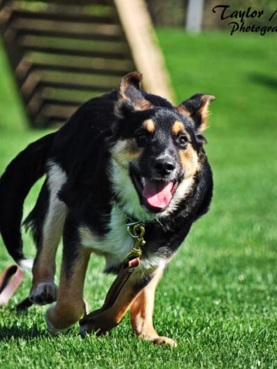 Sublime K9 Dog Training - Long Island Dog Training - ,