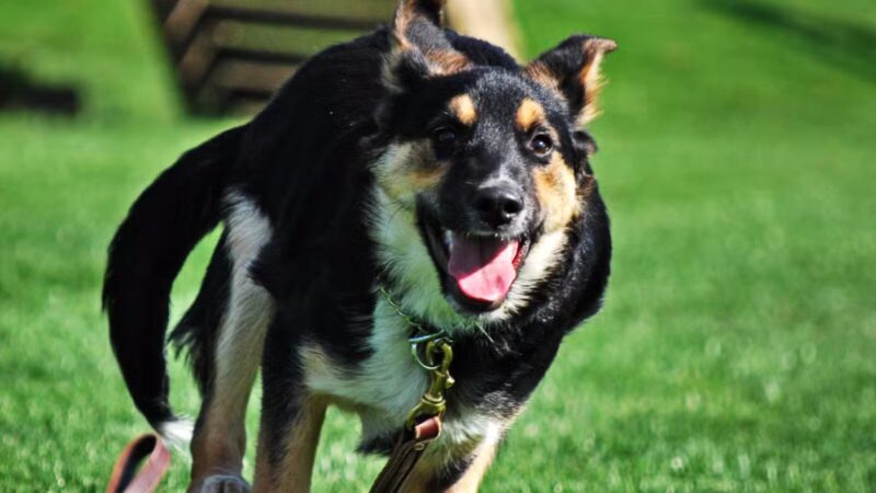 Sublime K9 Dog Training - Long Island Dog Training - ,