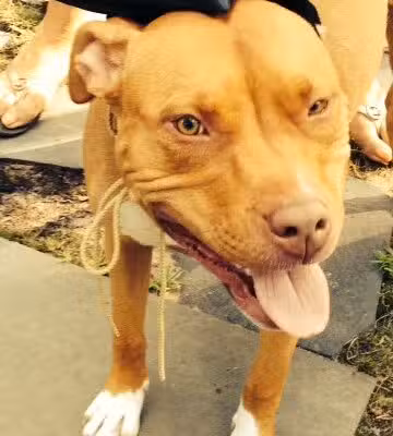 Sublime K9 Dog Training - Long Island Dog Training - ,