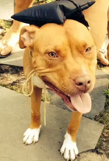 Sublime K9 Dog Training - Long Island Dog Training - ,