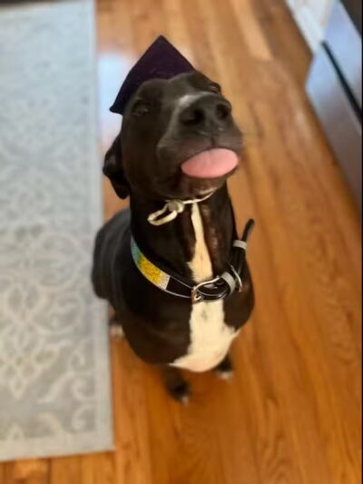 Sublime K9 Dog Training - Long Island Dog Training - ,