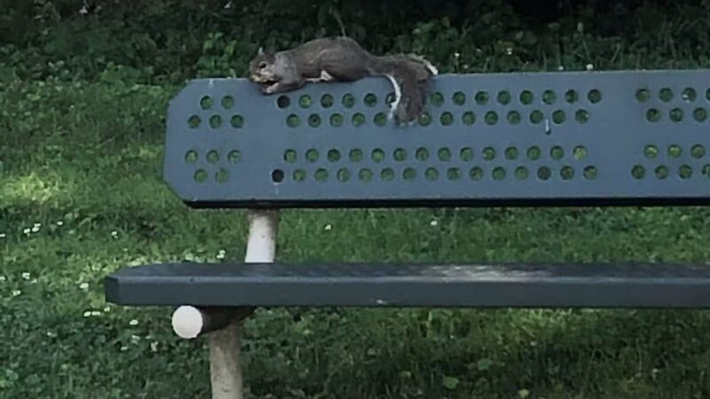 Lexington Run Park - Sykesville, MD