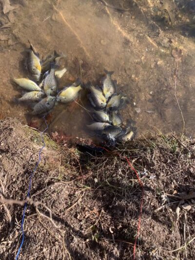 Trailhead at Piney Run Lake - Sykesville, MD