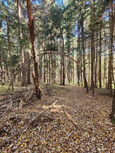 Trailhead at Piney Run Lake - Sykesville, MD