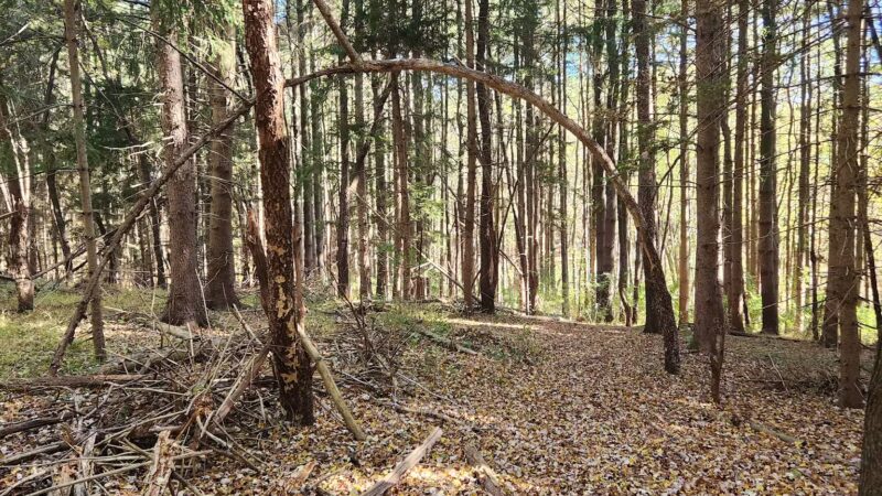 Trailhead at Piney Run Lake - Sykesville, MD
