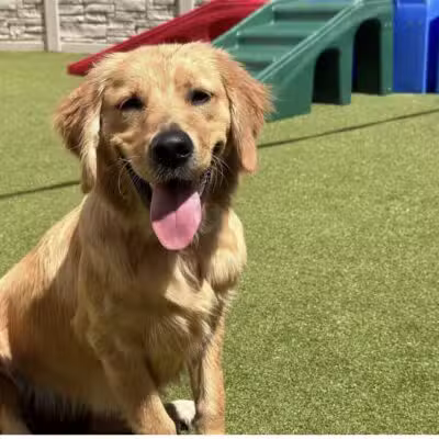 K9 Resorts Luxury Pet Hotel Syosset - Syosset, NY