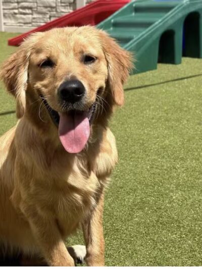 K9 Resorts Luxury Pet Hotel Syosset - Syosset, NY