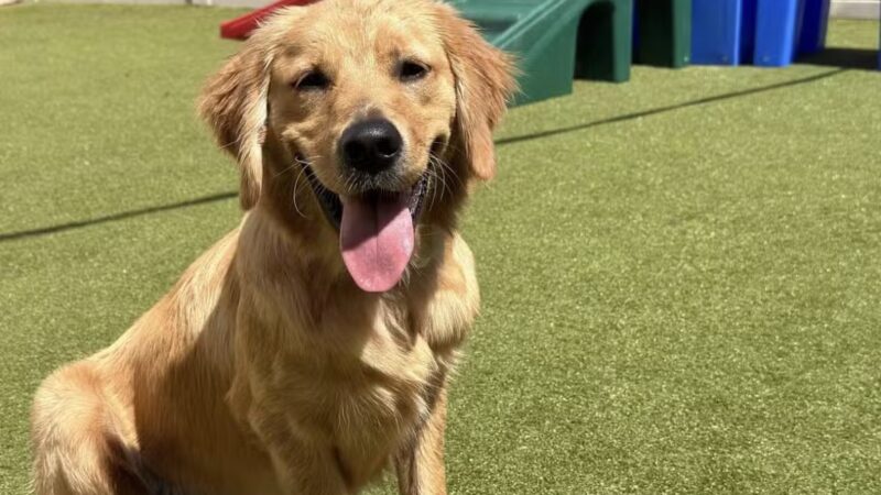 K9 Resorts Luxury Pet Hotel Syosset - Syosset, NY