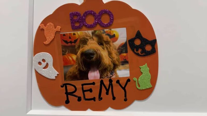 K9 Resorts Luxury Pet Hotel Syosset - Syosset, NY