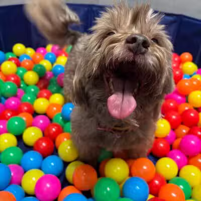 K9 Resorts Luxury Pet Hotel Syosset - Syosset, NY