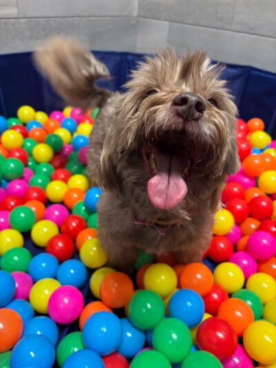 K9 Resorts Luxury Pet Hotel Syosset - Syosset, NY