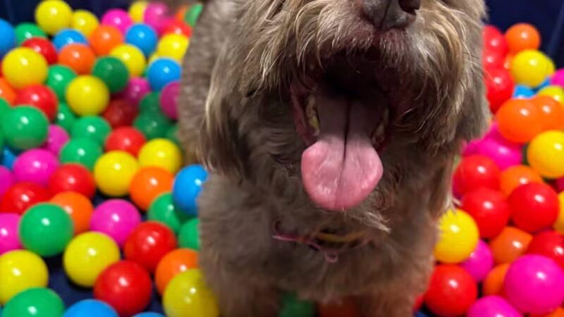 K9 Resorts Luxury Pet Hotel Syosset - Syosset, NY