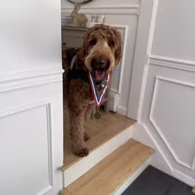 K9 Resorts Luxury Pet Hotel Syosset - Syosset, NY